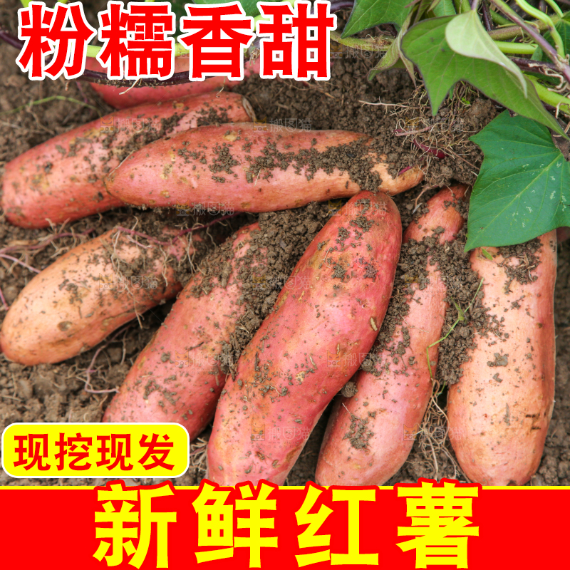 地里现挖红薯
