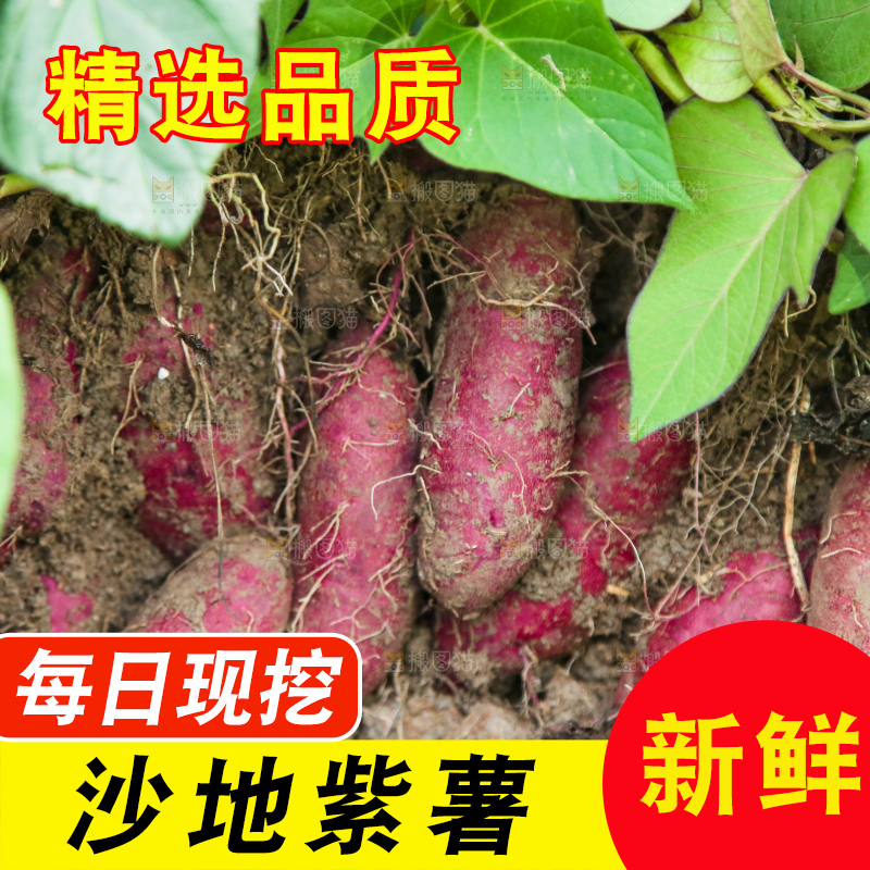 紫薯地里的新鲜紫薯