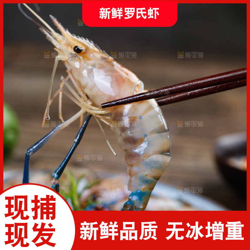 筷子上夹着罗氏虾