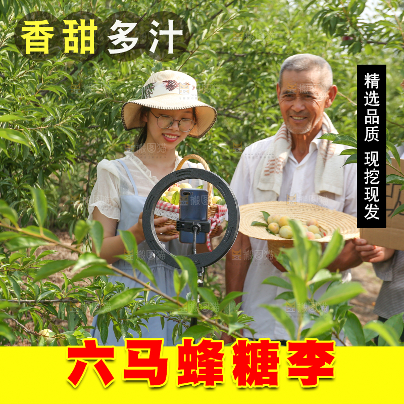农民手上拿着现摘的蜂糖李