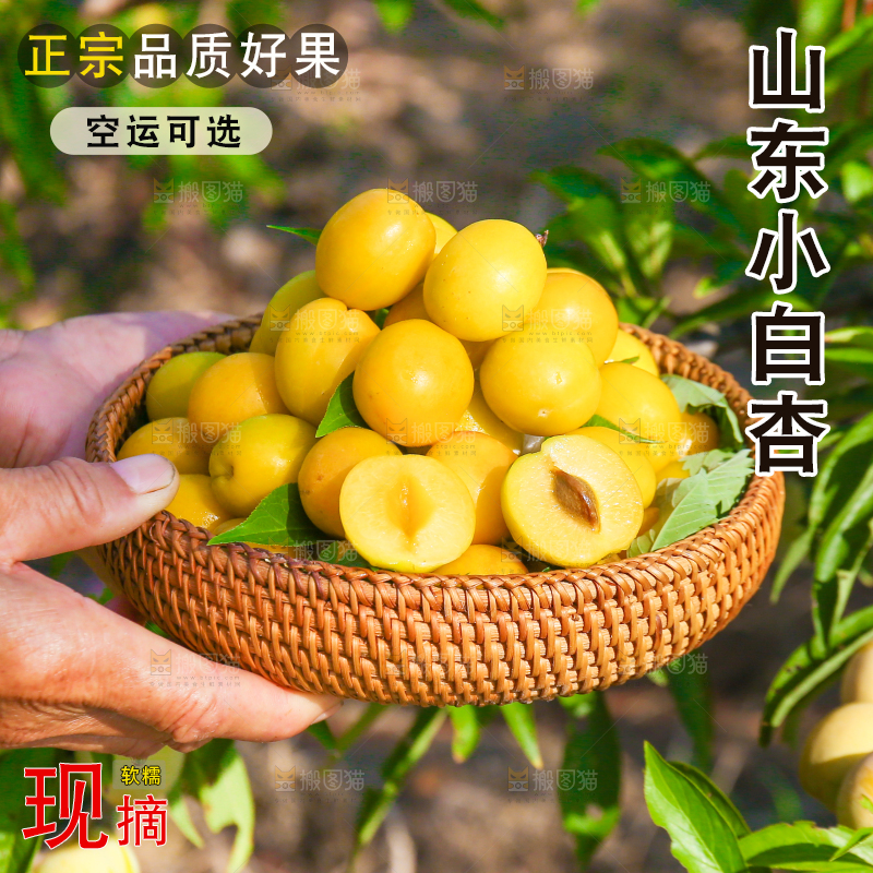农民手上拿着一筐小白杏