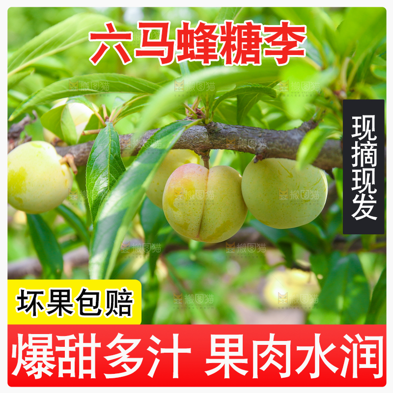 树枝上的冰糖李