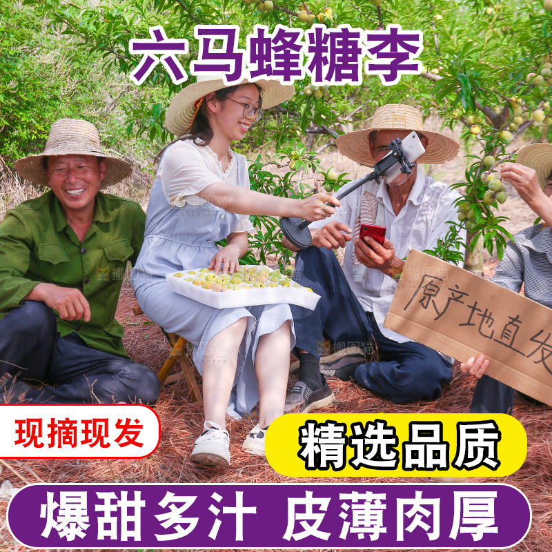 农民正在蜂糖李果园自拍