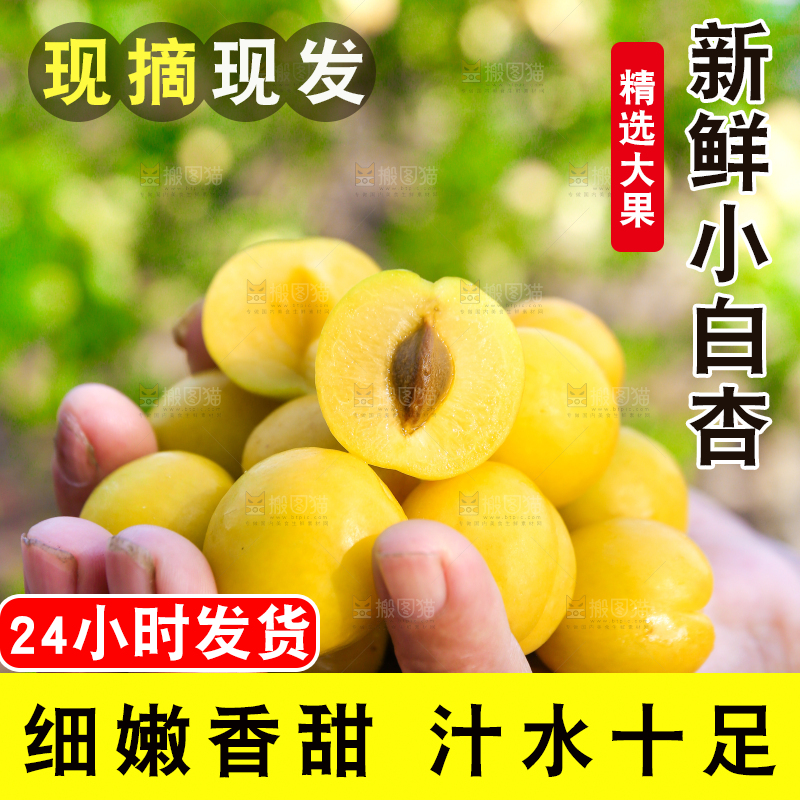 农民手上拿着小白杏