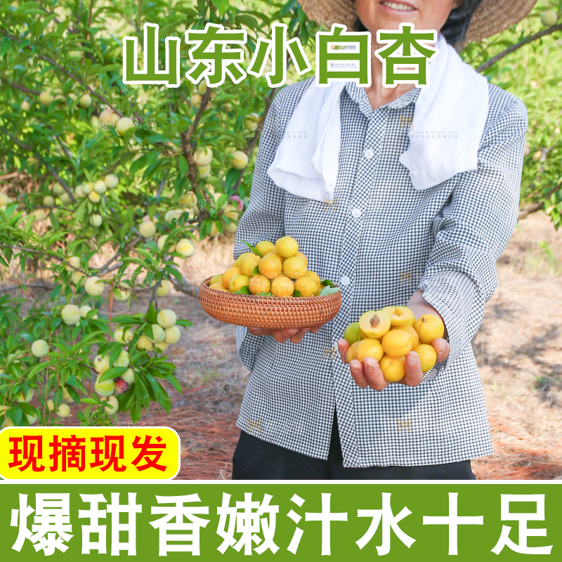 农民手上拿着一筐小白杏