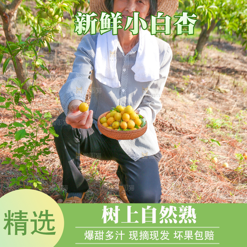 农民手上拿着一筐小白杏