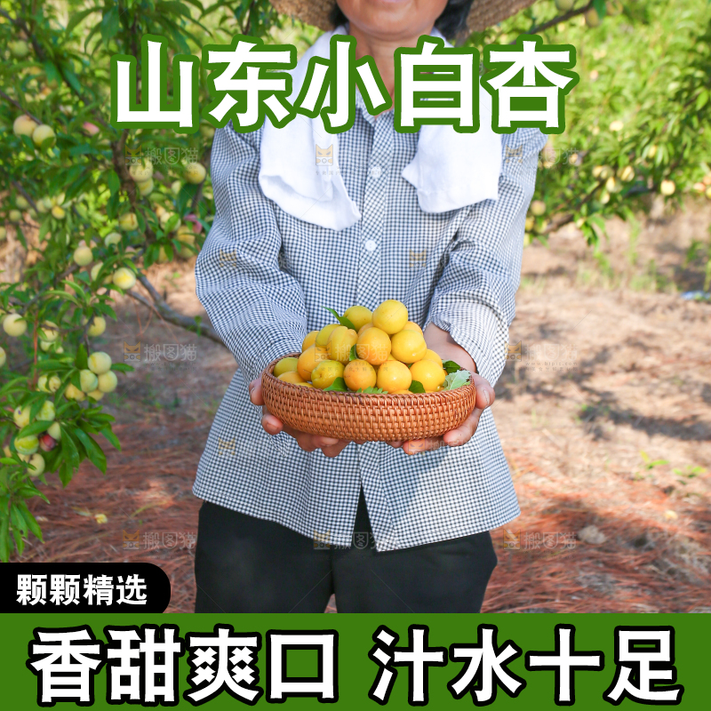 农民手上拿着一筐小白杏
