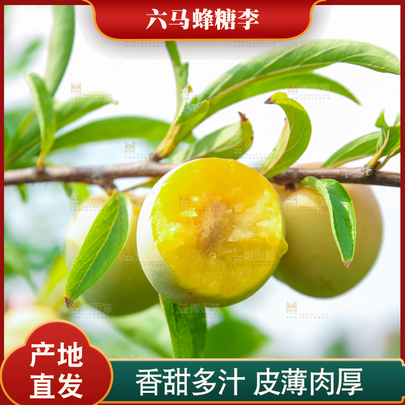 树枝上的冰糖李