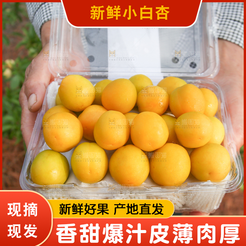 农民手上拿着小白杏