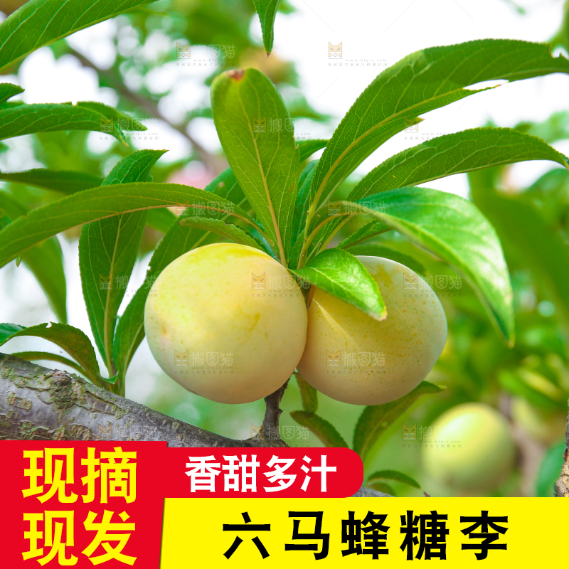 树枝上的冰糖李