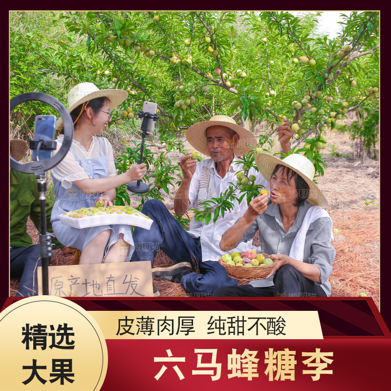农民正在蜂糖李果园自拍