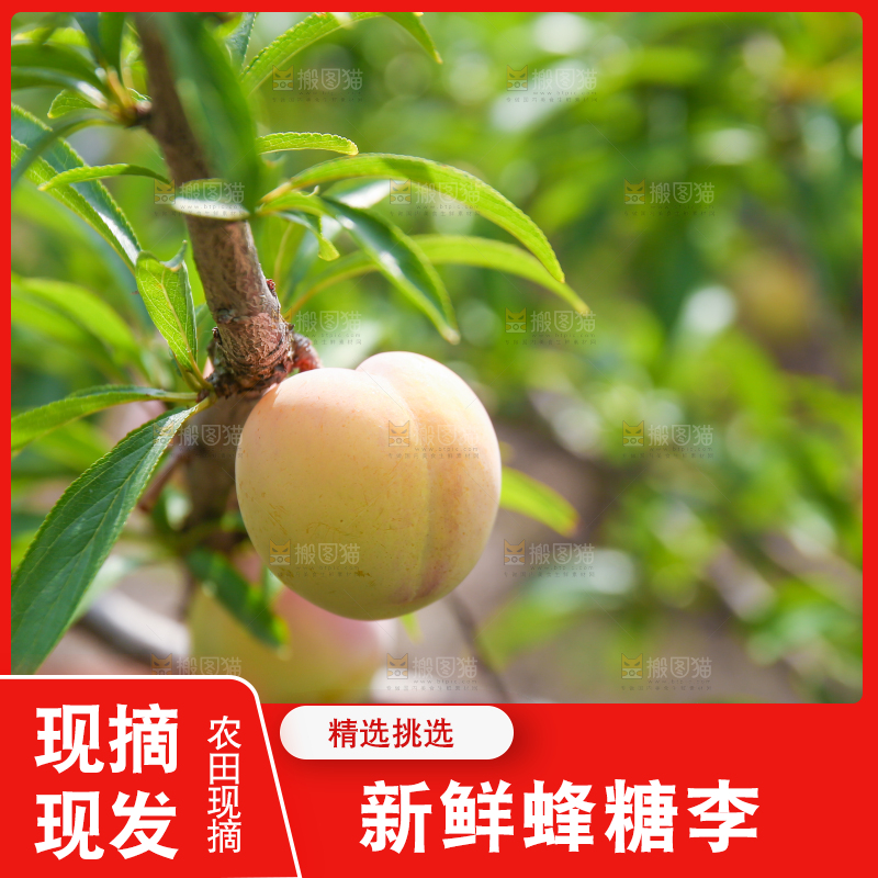 树枝上的冰糖李