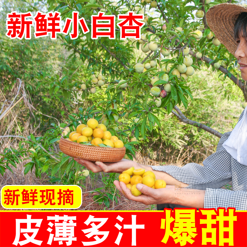 农民手上拿着一筐小白杏