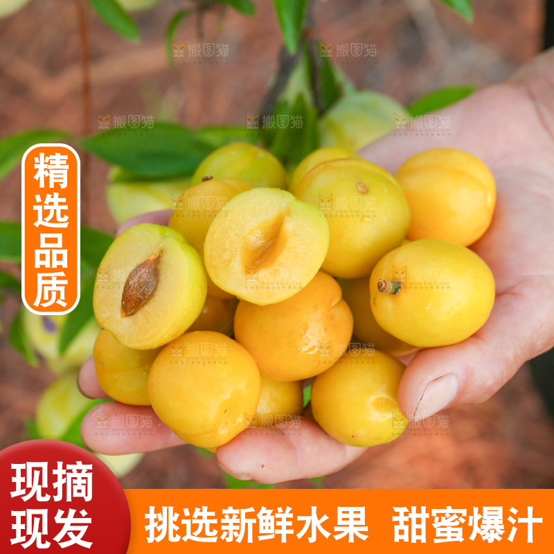 农民手上拿着新鲜小白杏