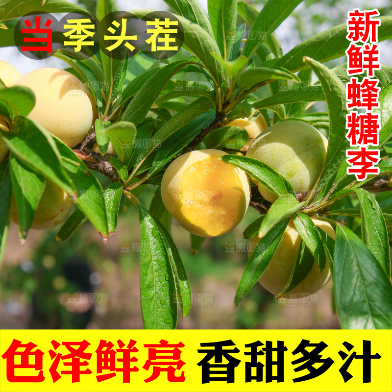 树枝上的冰糖李