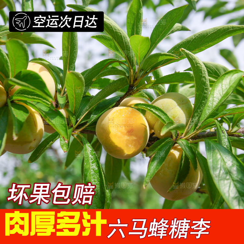 树枝上的冰糖李