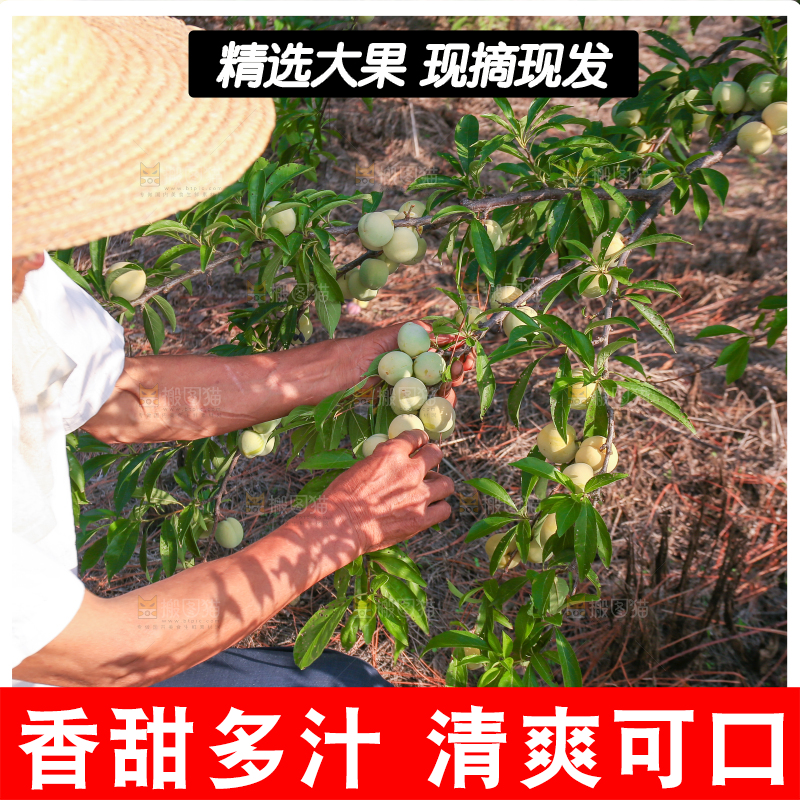 农民正在摘蜂糖李