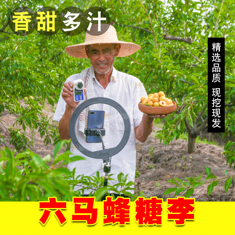 农民手上拿着现摘的蜂糖李