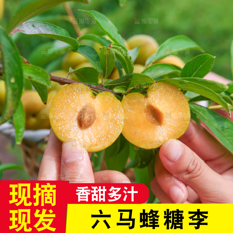 农民手上拿着新鲜冰糖李