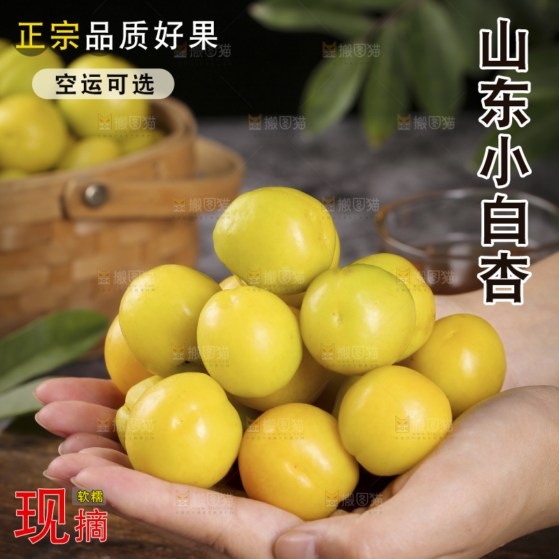 手上捧着新疆小白杏