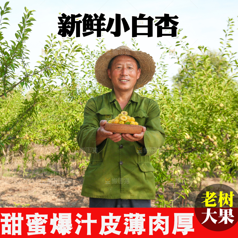农民手上拿着一筐小白杏