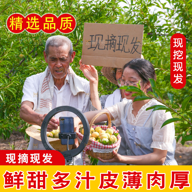 农民手上拿着现摘的蜂糖李