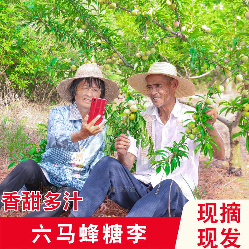 农民正在蜂糖李果园自拍