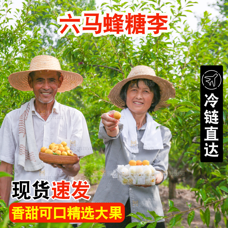 农民手上拿着现摘的蜂糖李