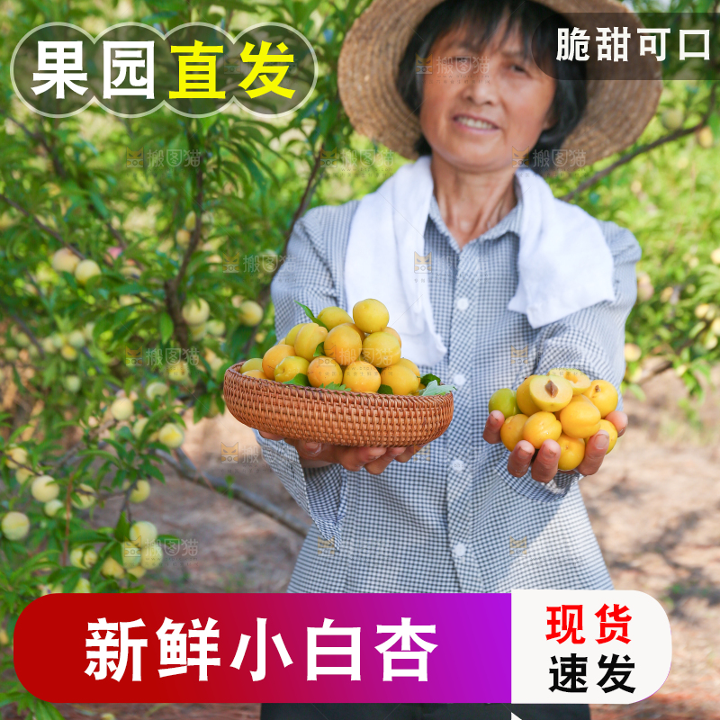 农民手上拿着一筐小白杏