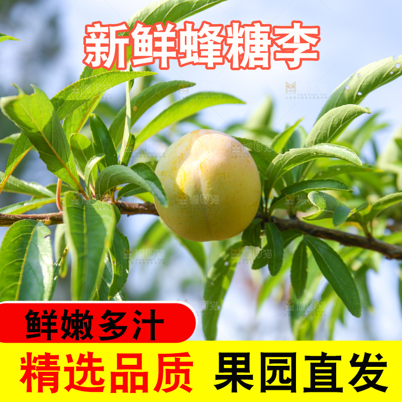 树上的冰糖李