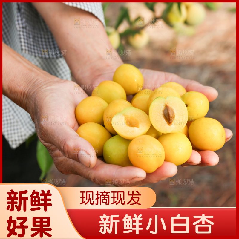 手上捧着小白杏