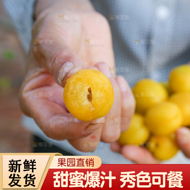 农民手上拿着新鲜小白杏