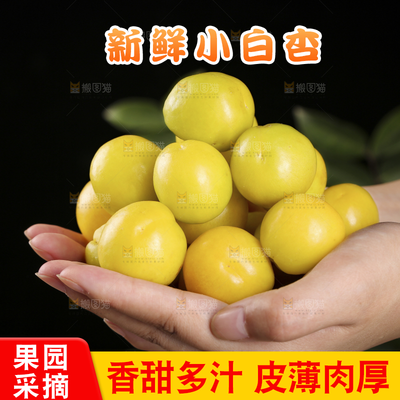 手上捧着新疆小白杏