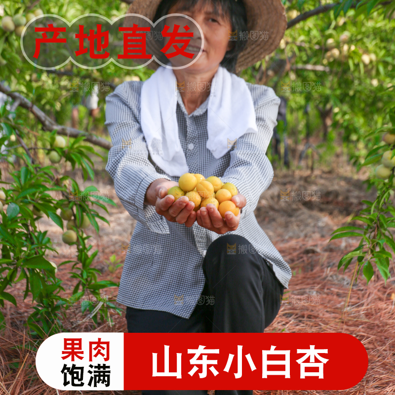 农民手上捧着小白杏
