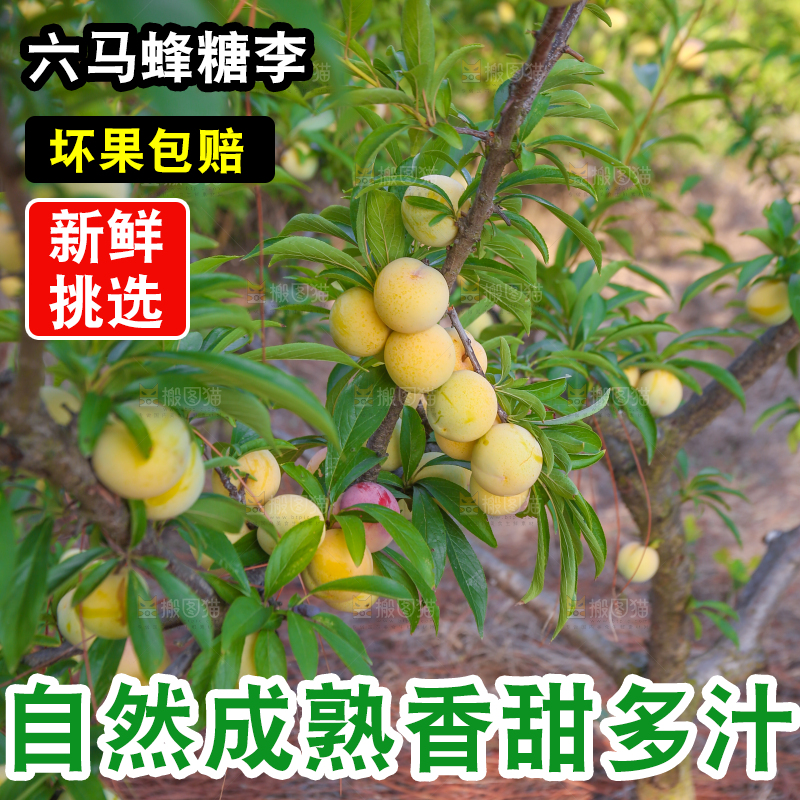 蜂糖李果园