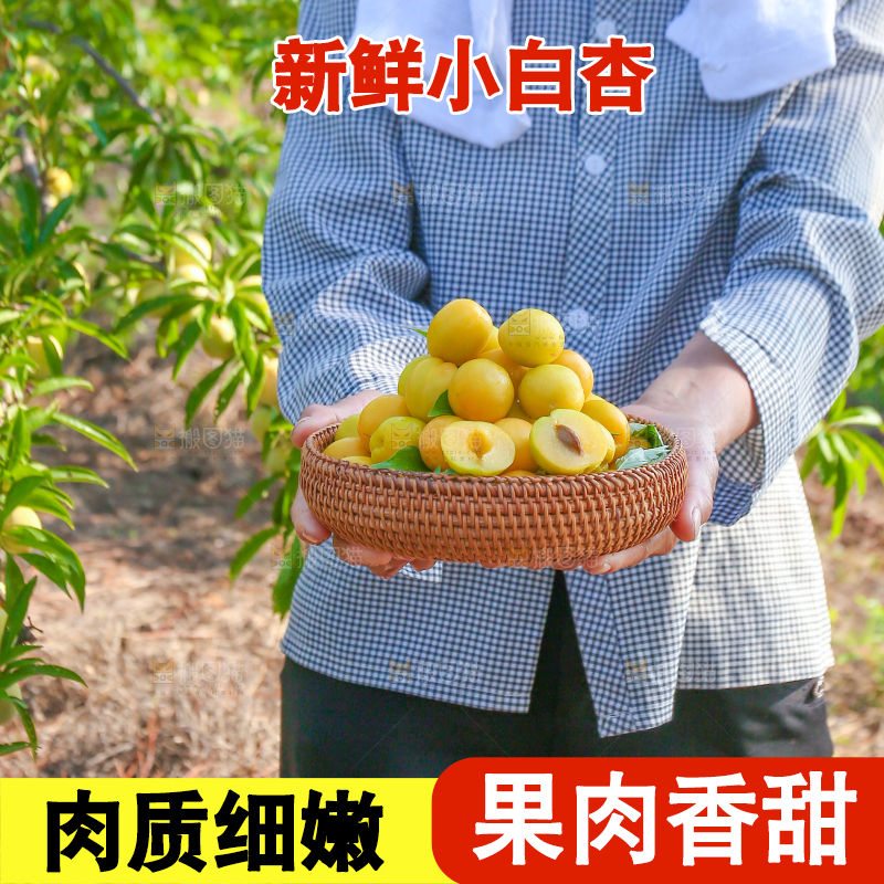 农民手上拿着一筐小白杏
