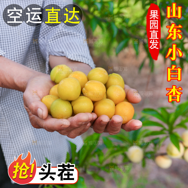 手上捧着小白杏