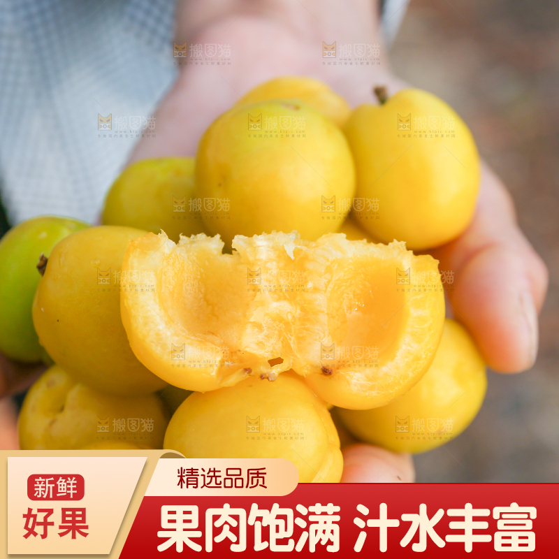 农民手上拿着新鲜小白杏