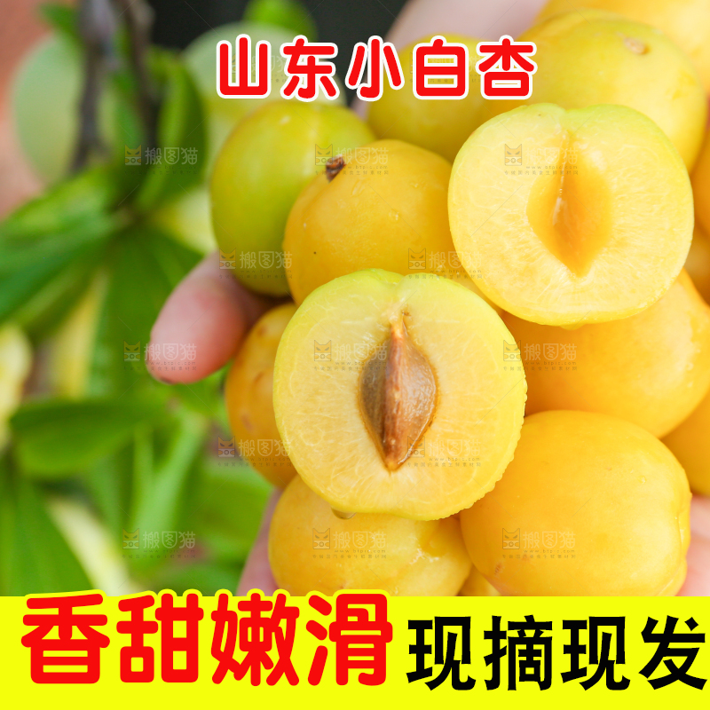 农民手上拿着新鲜小白杏