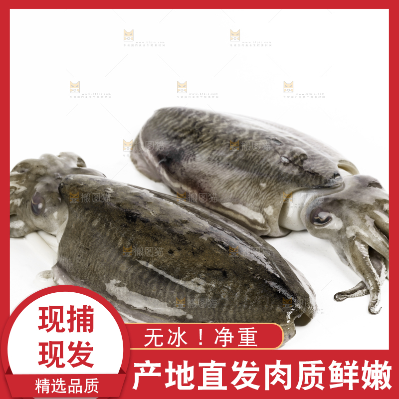白底上放着北海墨鱼