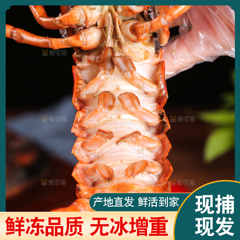 手上捧着波士顿大龙虾