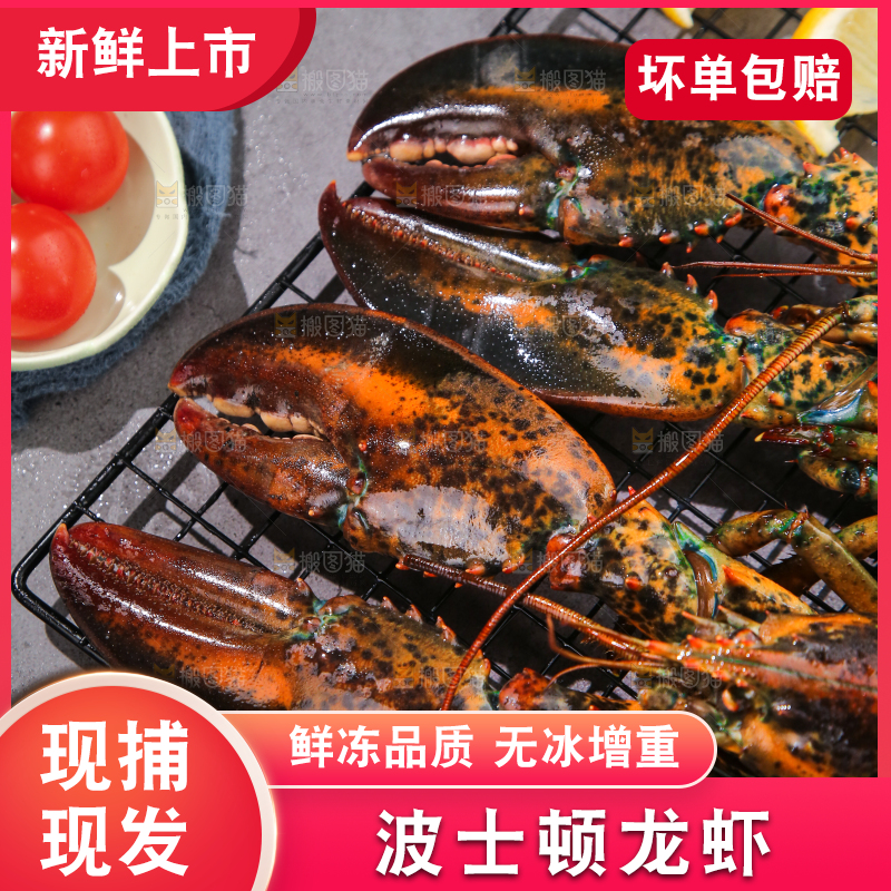 深底上放着澳洲大龙虾