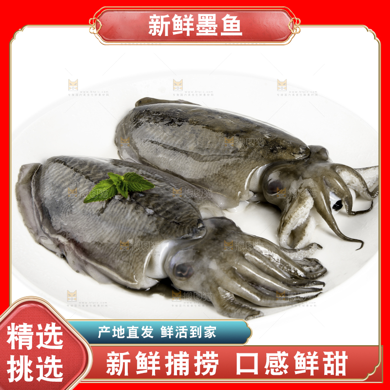 白底上放着北海墨鱼