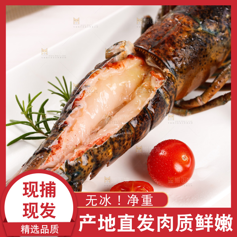 白底上放着澳洲大龙虾