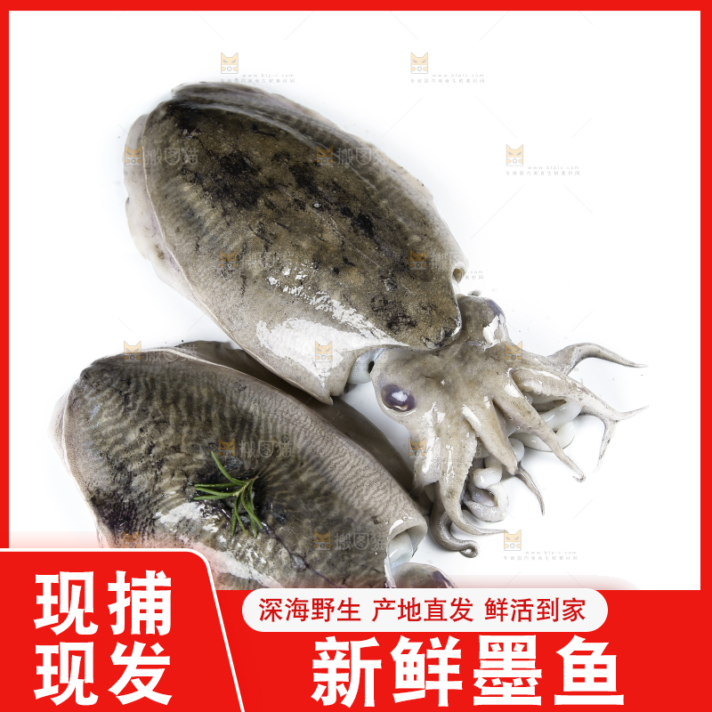 白底上放着北海墨鱼