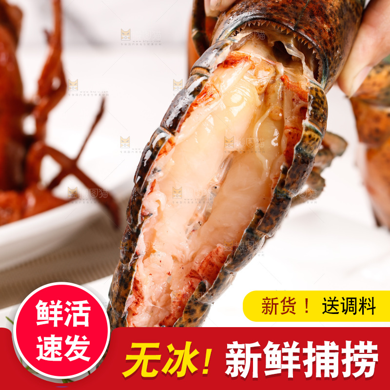 白底上放着澳洲大龙虾