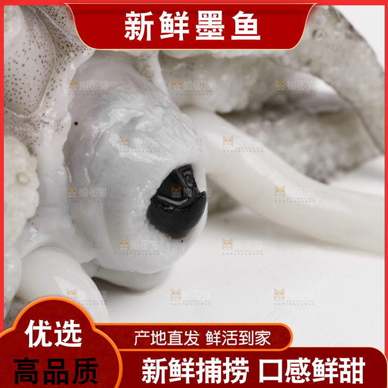 白底上放着北海墨鱼