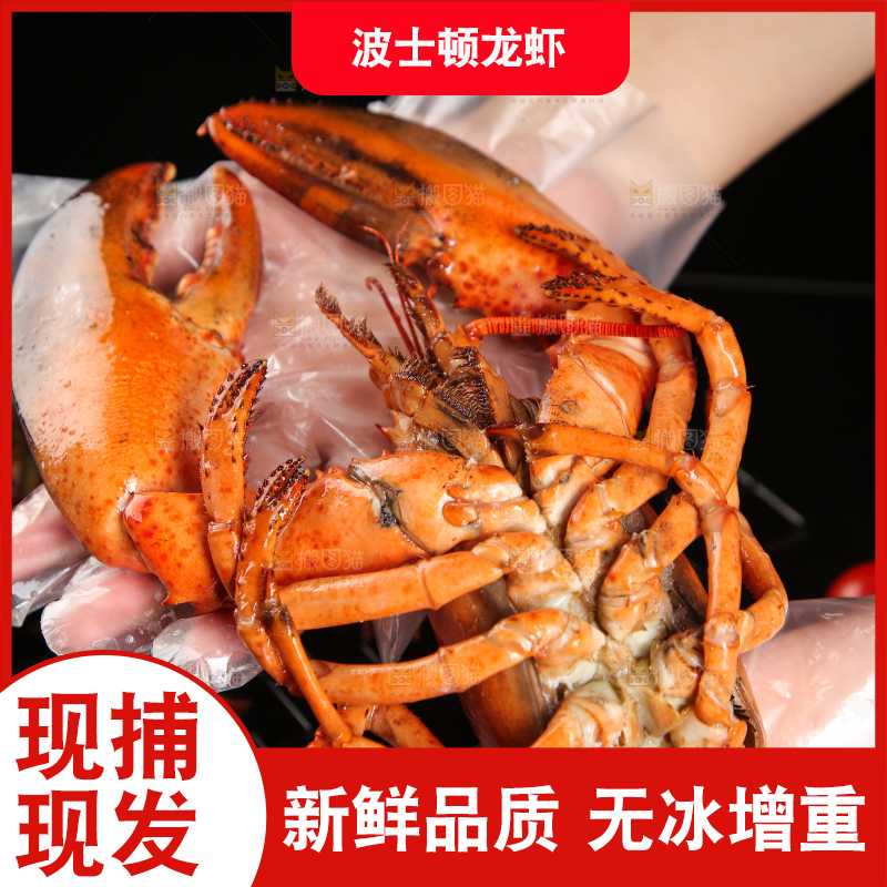 手上捧着波士顿大龙虾