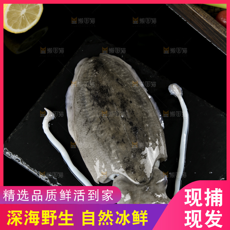 黑底上放着北海墨鱼