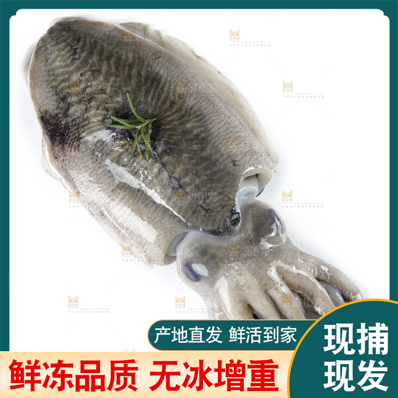 白底上放着北海墨鱼
